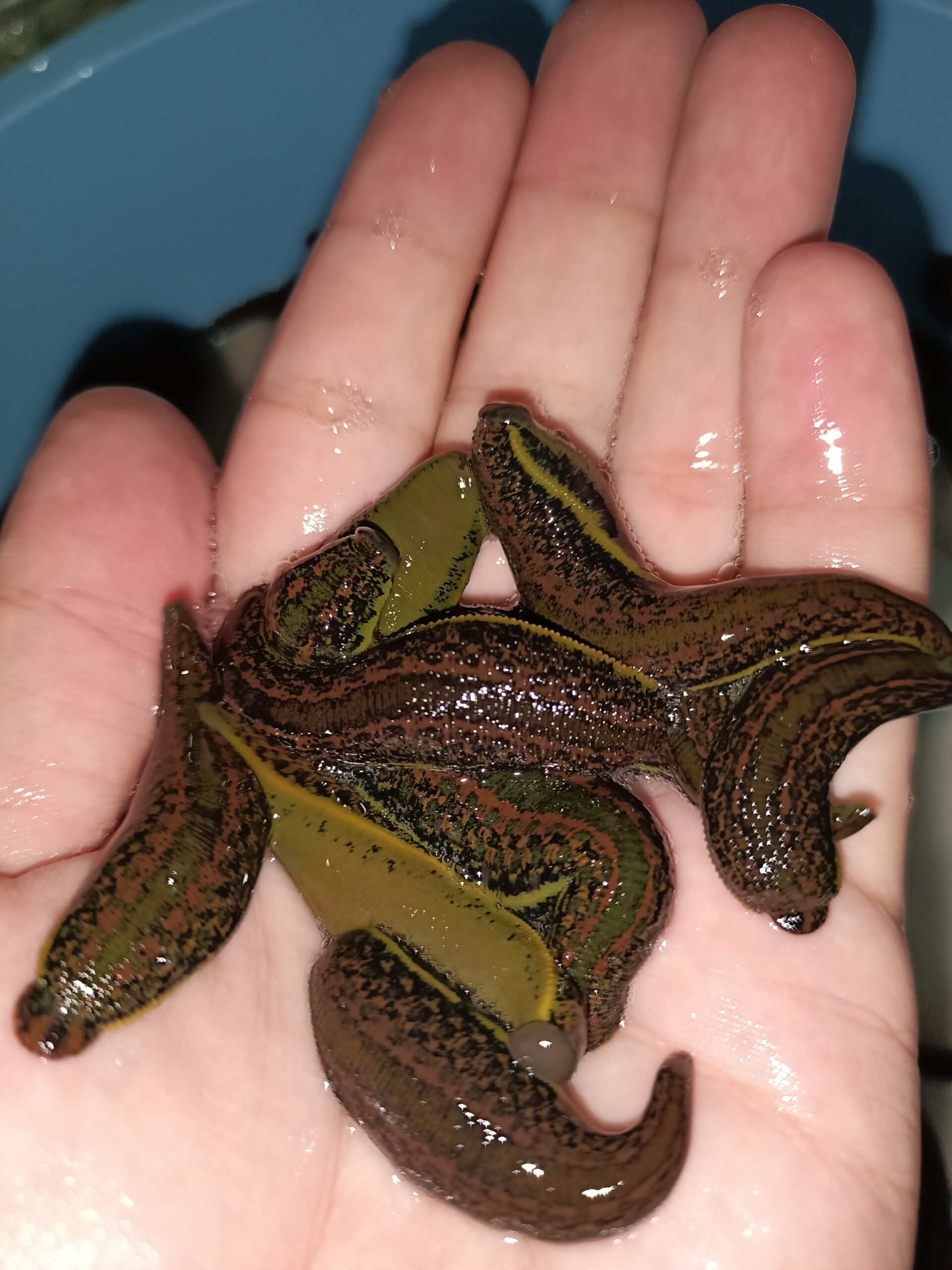 Sülük Uygulamaları..